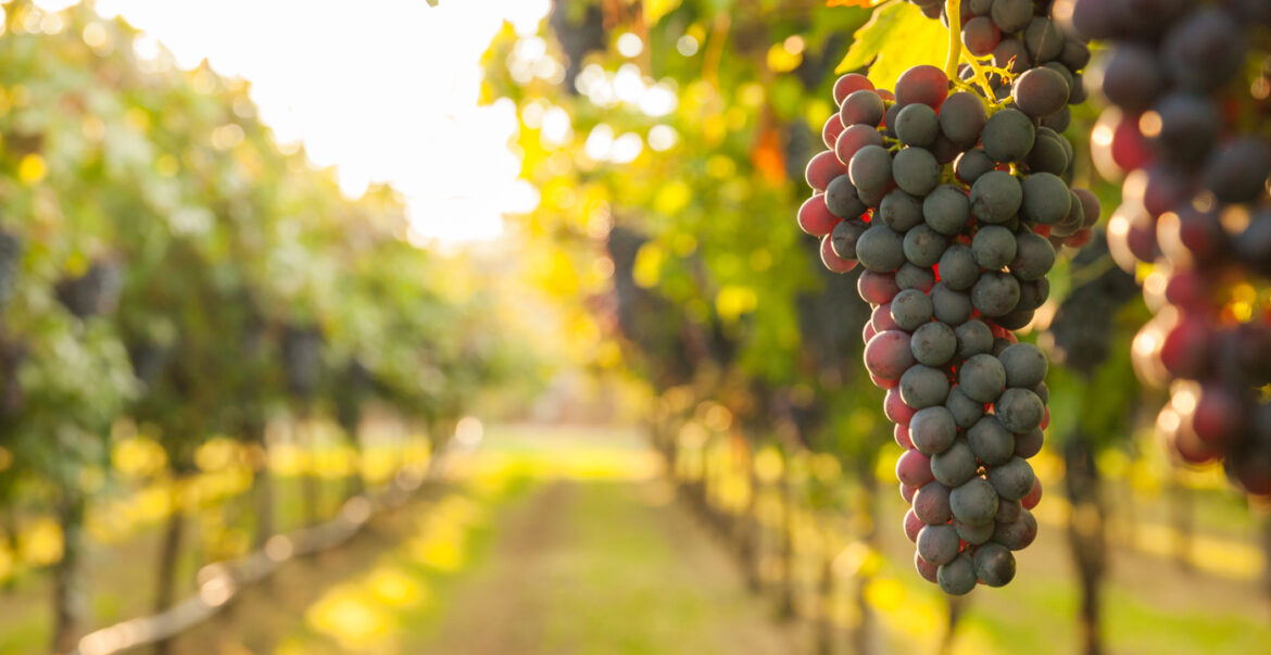 OCM vitivinicolo – PNS – Bando regionale di attuazione della misura Investimenti – Campagna 2021/2022.