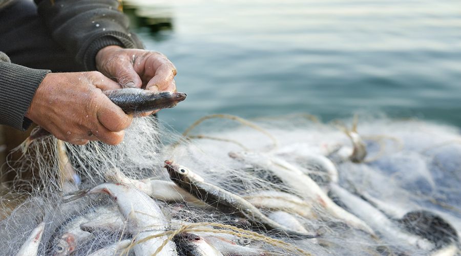 Arresto temporaneo delle attività di pesca come conseguenza dell’epidemia di COVID-19” – Secondo Avviso