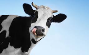 Regione Marche: MISURA 35 – Aiuto forfettario “una tantum” per fornire liquidità ad allevatori di bovini con linea vacca-vitello nella fase di transizione dell'emergenza